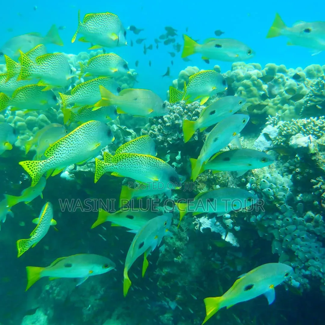 Kisite Marine Park and Wasini Tour! Dolphins Watching and Snorkeling