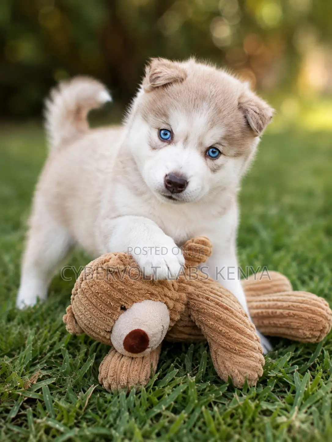 1-3 months Male Purebred Siberian Husky