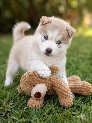 1-3 months Male Purebred Siberian Husky