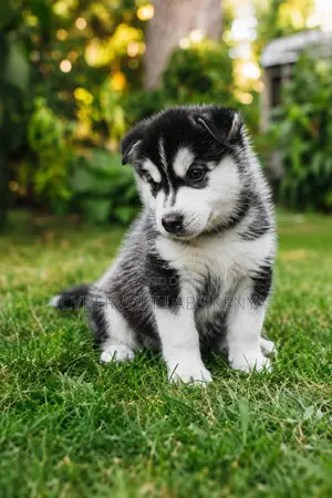 1-3 months Male Purebred Siberian Husky