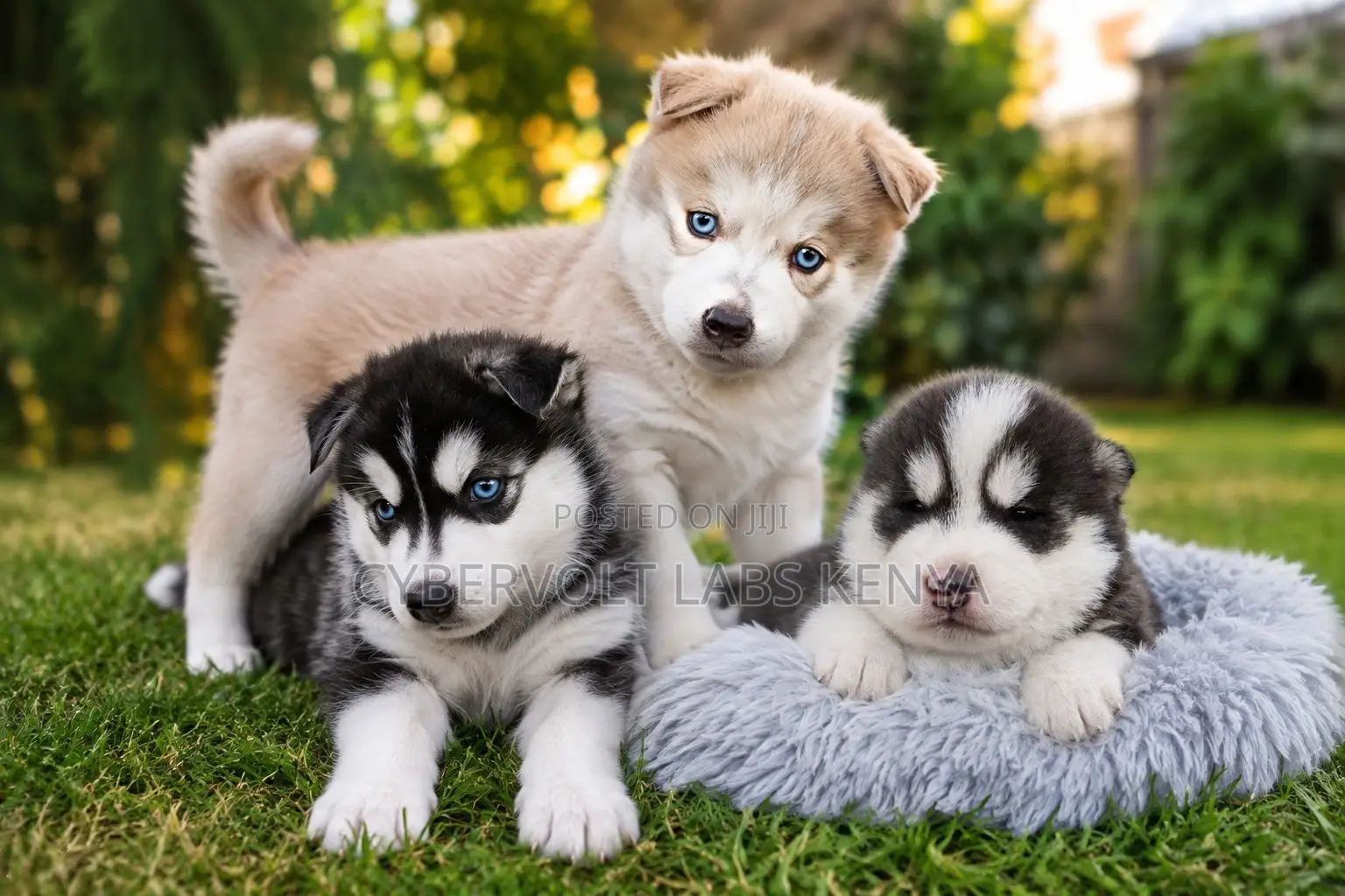 1-3 months Male Purebred Siberian Husky