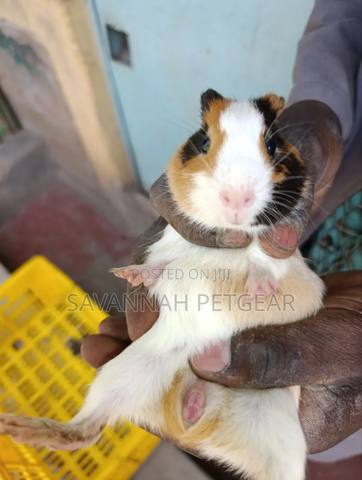Tricolor (White, Ginger, and Black) American Guinea - Male or Female