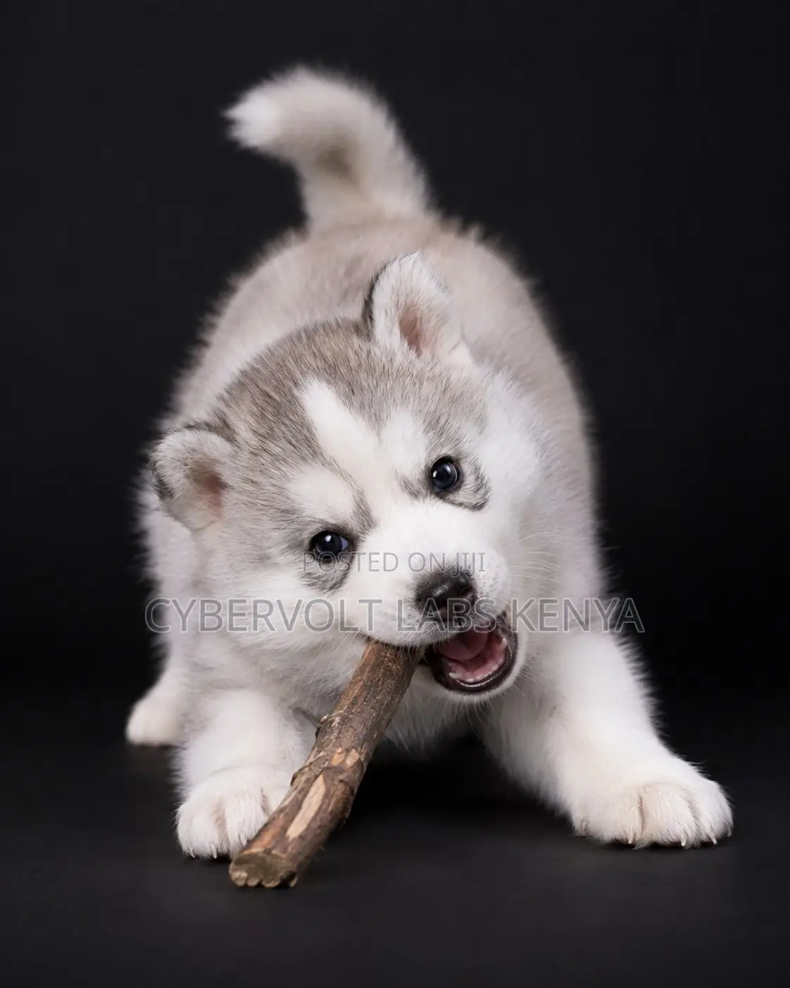 1-3 months Male Purebred Siberian Husky