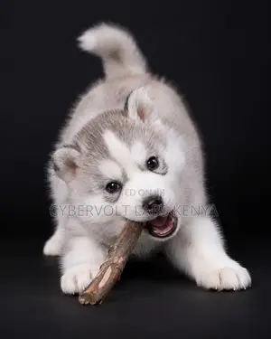 1-3 months Male Purebred Siberian Husky