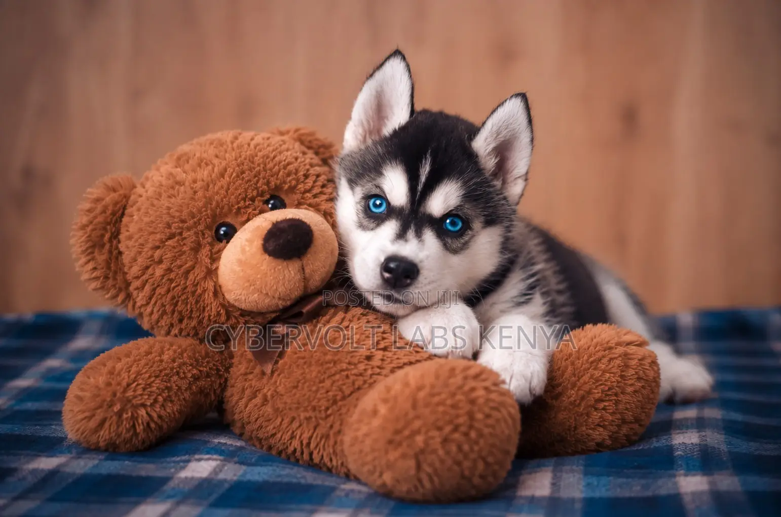 1-3 months Male Purebred Siberian Husky