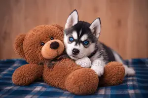 1-3 months Male Purebred Siberian Husky
