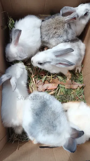 Mixed-Breed Weanlings, Crosses of New Zealand White California White