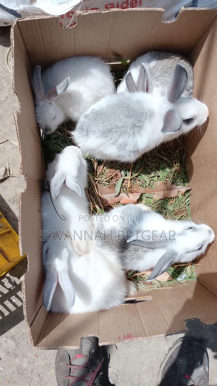 Mixed-Breed Weanlings, Crosses of New Zealand White California White
