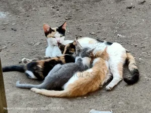 3-6 months Female Purebred Cat