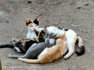 3-6 months Female Purebred Cat