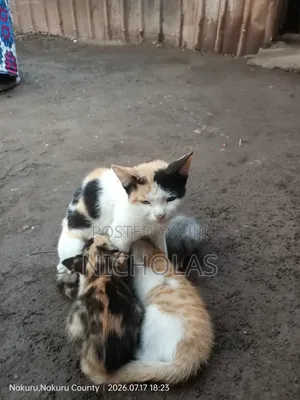 3-6 months Female Purebred Cat
