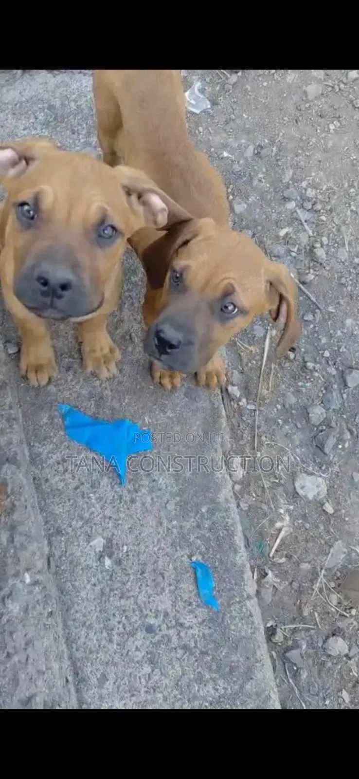 1-3 months Male Purebred Boerboel