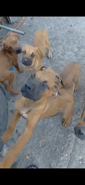 1-3 months Male Purebred Boerboel