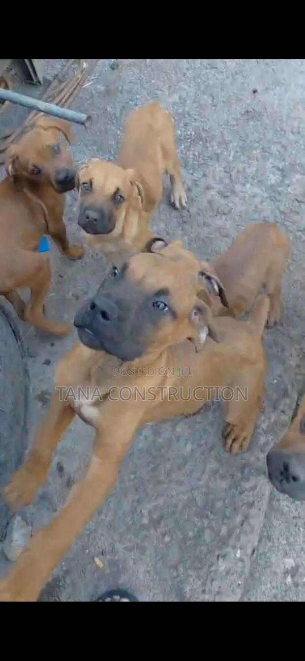 1-3 months Male Purebred Boerboel