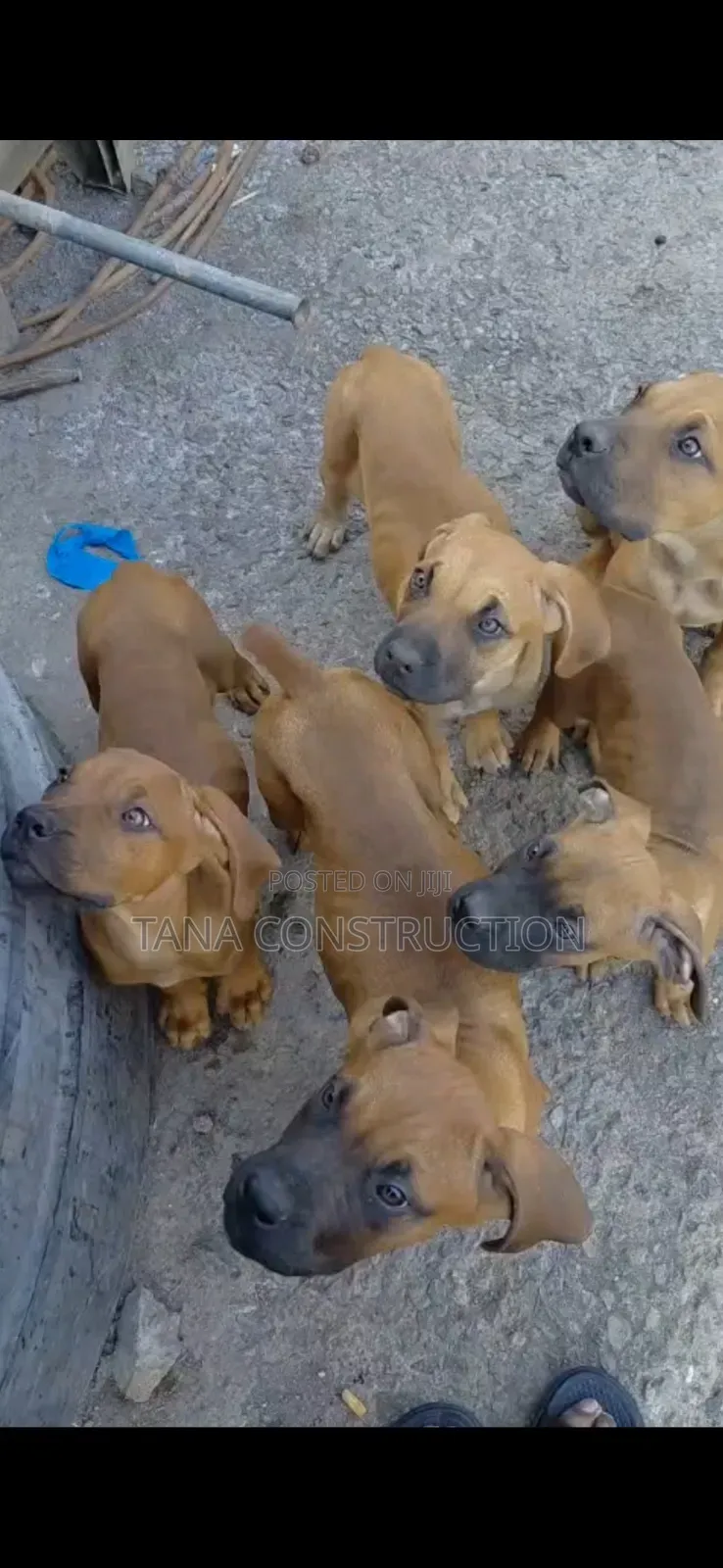 1-3 months Male Purebred Boerboel