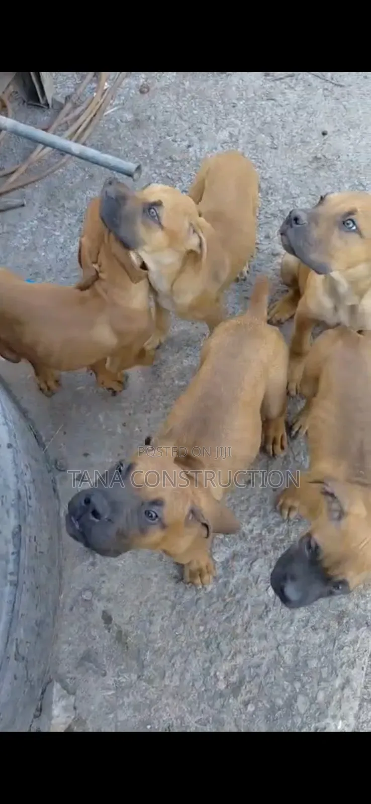 1-3 months Male Purebred Boerboel