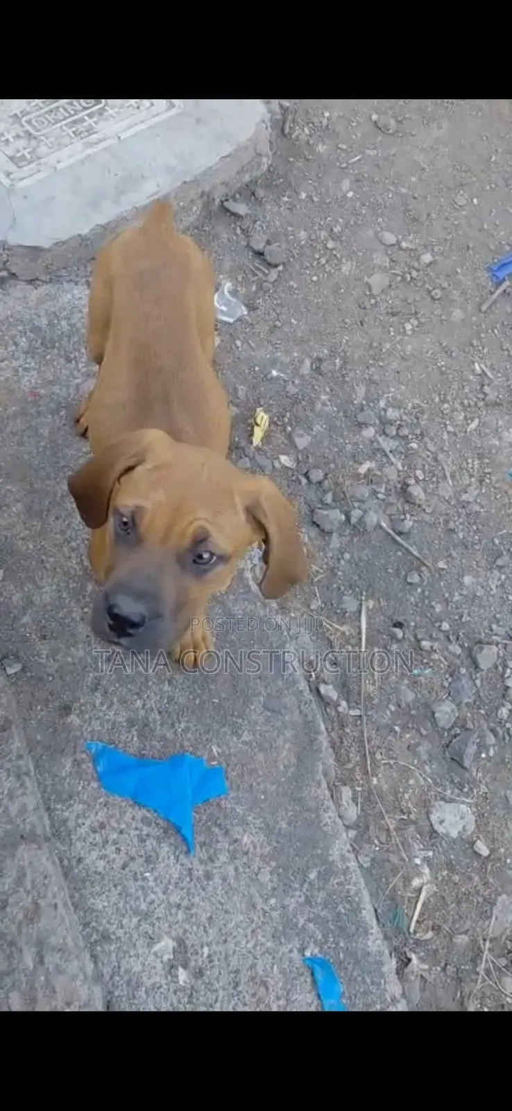 1-3 months Male Purebred Boerboel