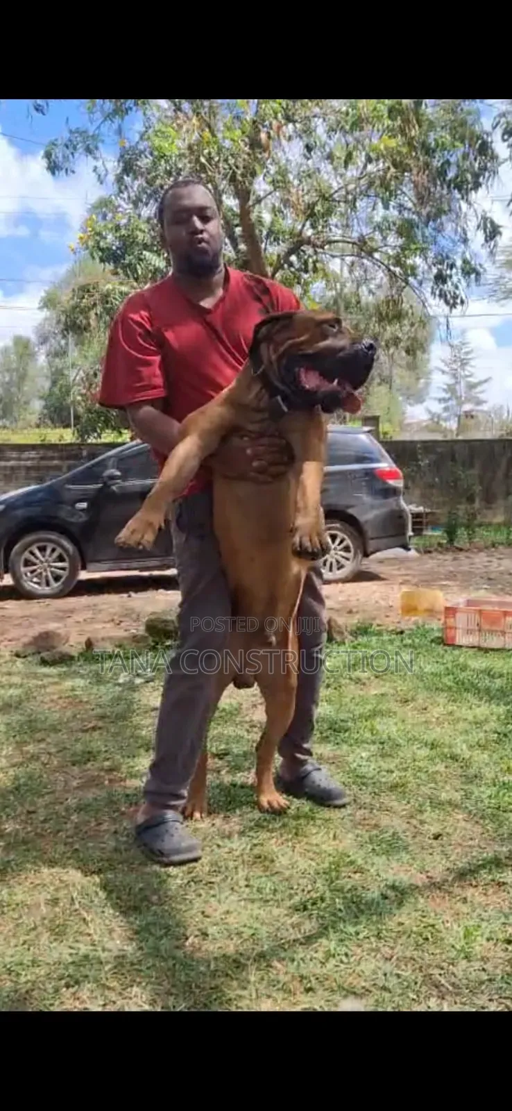 1-3 months Male Purebred Boerboel