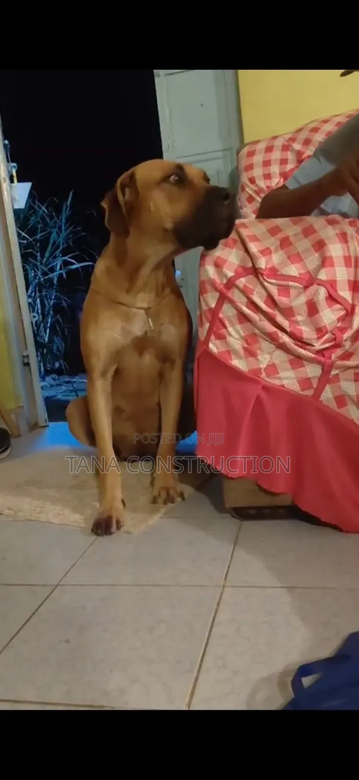 1-3 months Male Purebred Boerboel