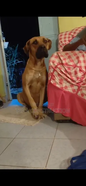 1-3 months Male Purebred Boerboel