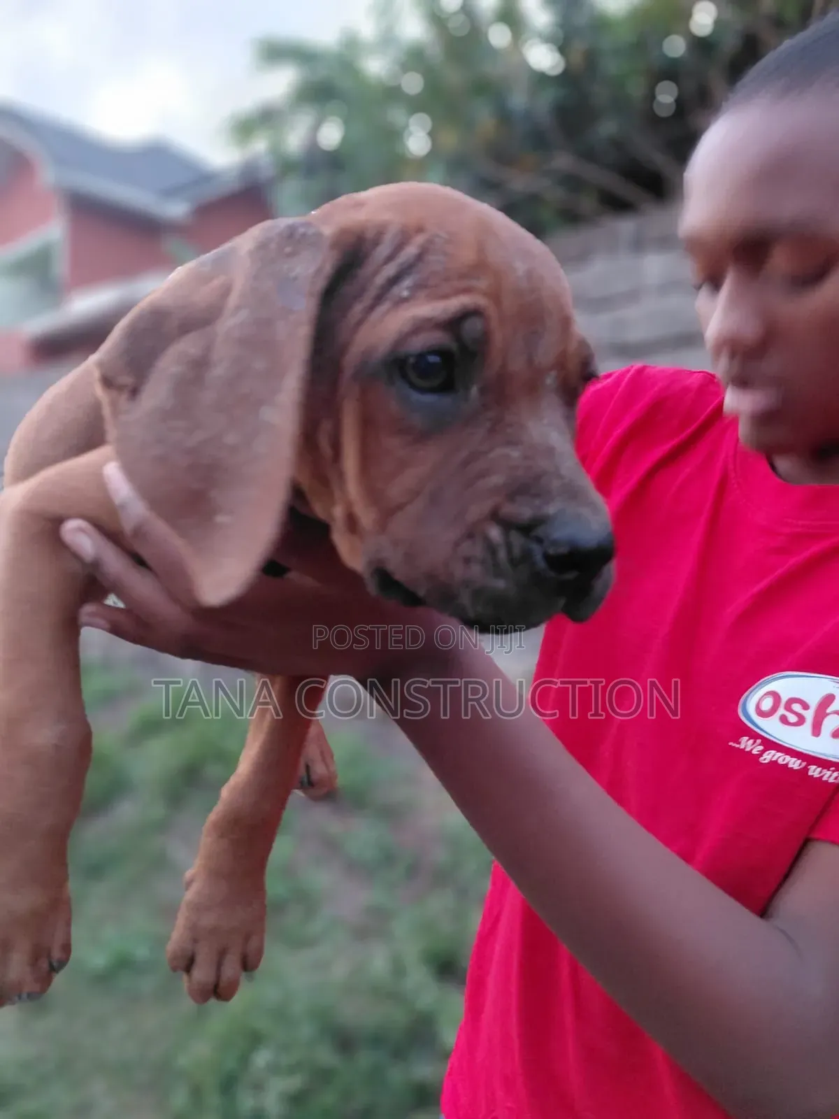 1-3 months Male Purebred Boerboel