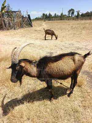 Toggen Bug Buck Goat