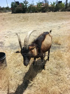 Toggen Bug Buck Goat
