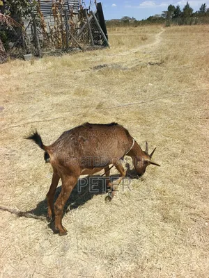 Dairy Goat