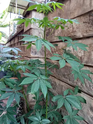 Bombax Ceiba Tree