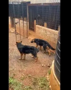 6-12 months Male Purebred German Shepherd