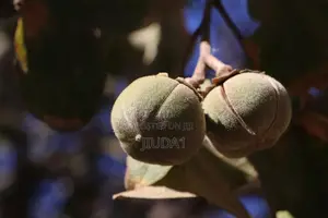 Gorontula (Azanza Garckeana)
