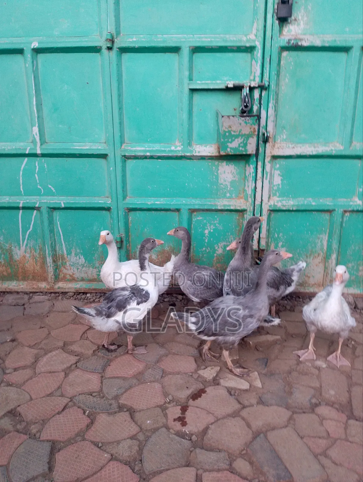 Geese for Sale Ruiru Kimbo.