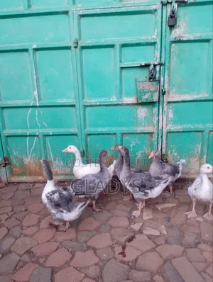 Geese for Sale Ruiru Kimbo.