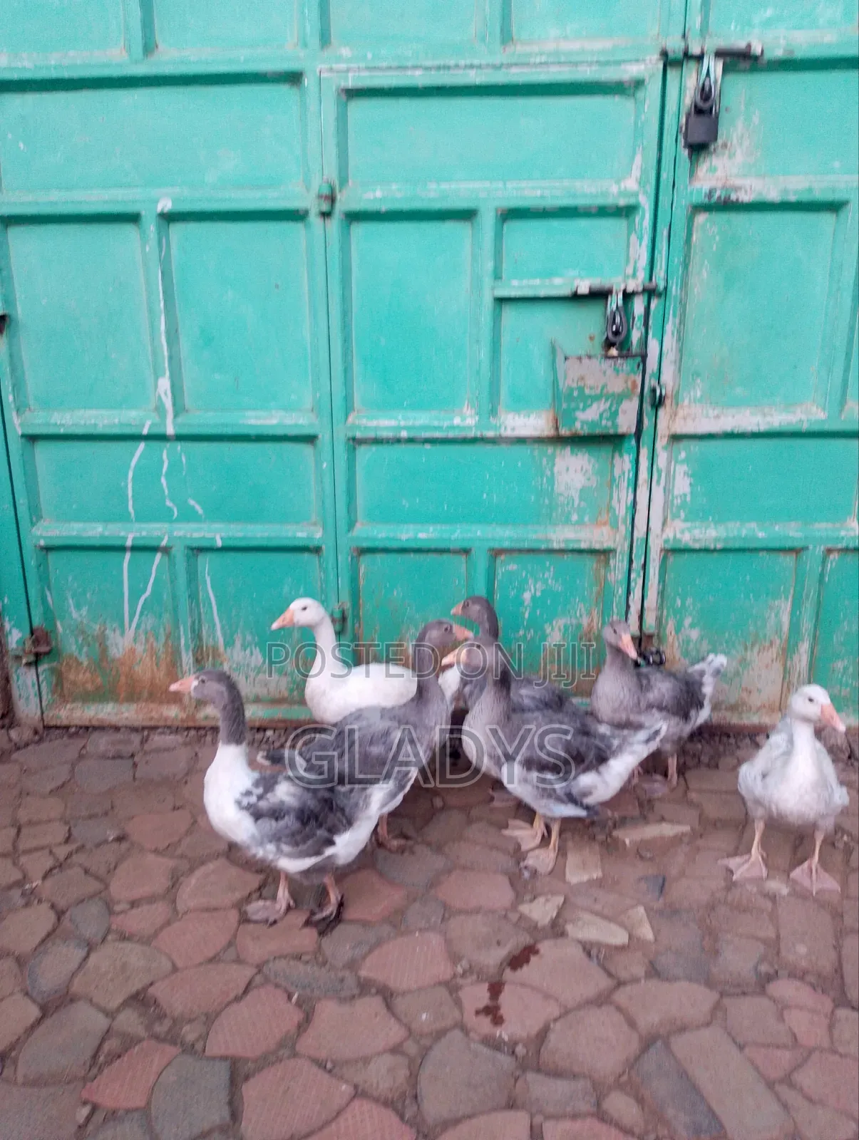 Geese for Sale Ruiru Kimbo.
