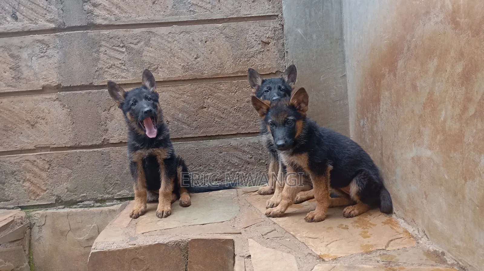 1-3 months Female Purebred German Shepherd