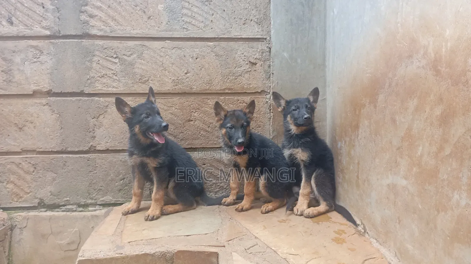 1-3 months Female Purebred German Shepherd
