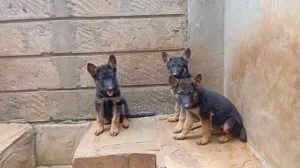 1-3 months Female Purebred German Shepherd