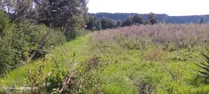 1⁄4acre for Sale in Ndeiya Ndiuni Near Kwa Wanene Shopping Center