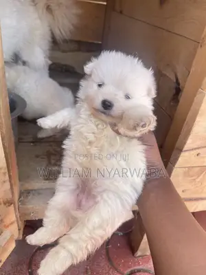 1-3 months Male Purebred Japanese Spitz