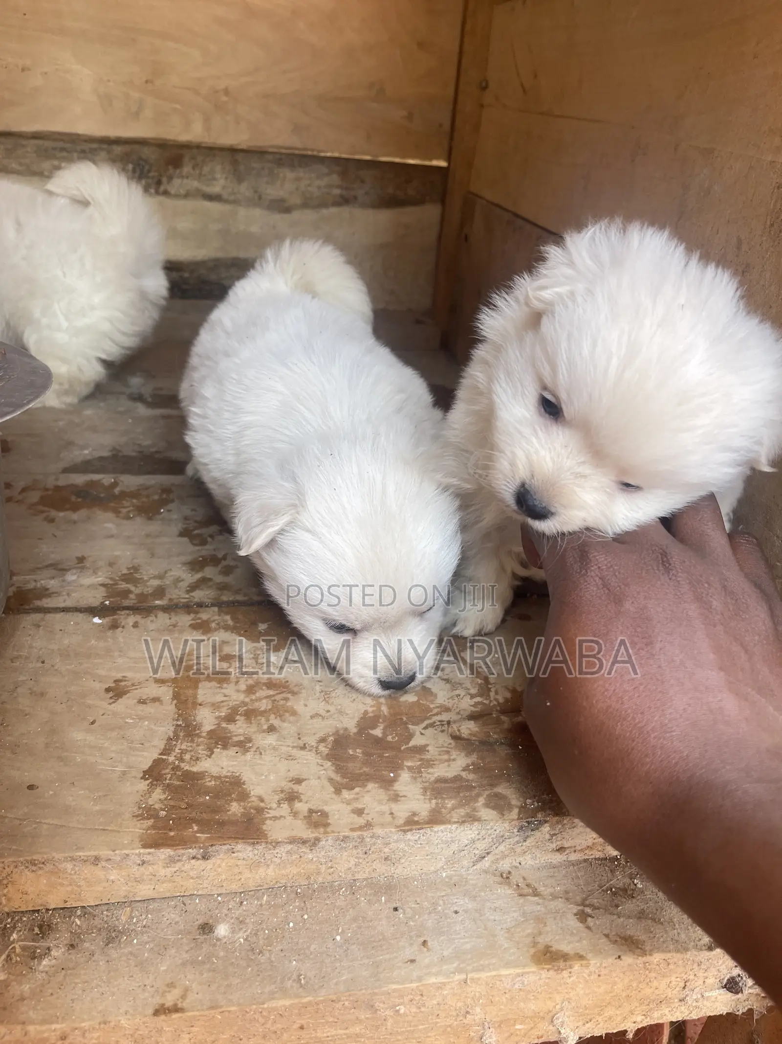 1-3 months Male Purebred Japanese Spitz