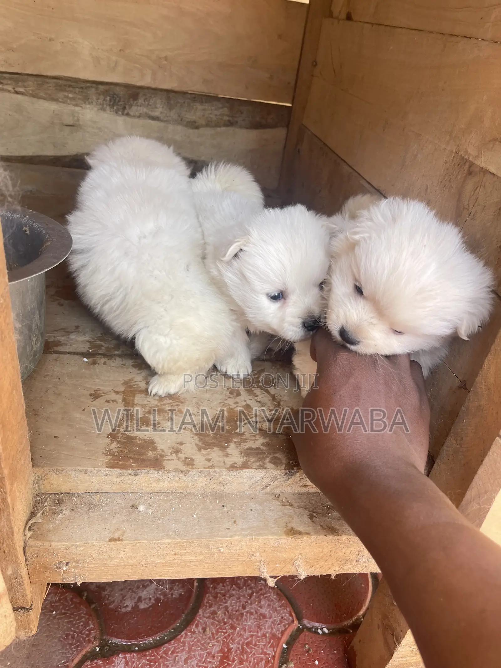 1-3 months Male Purebred Japanese Spitz