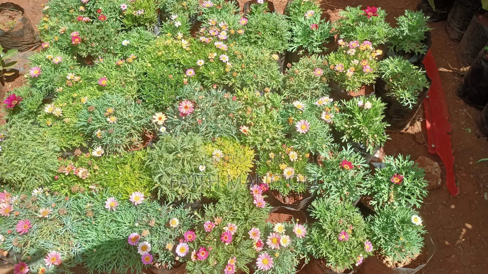 Landscaping and Gardening