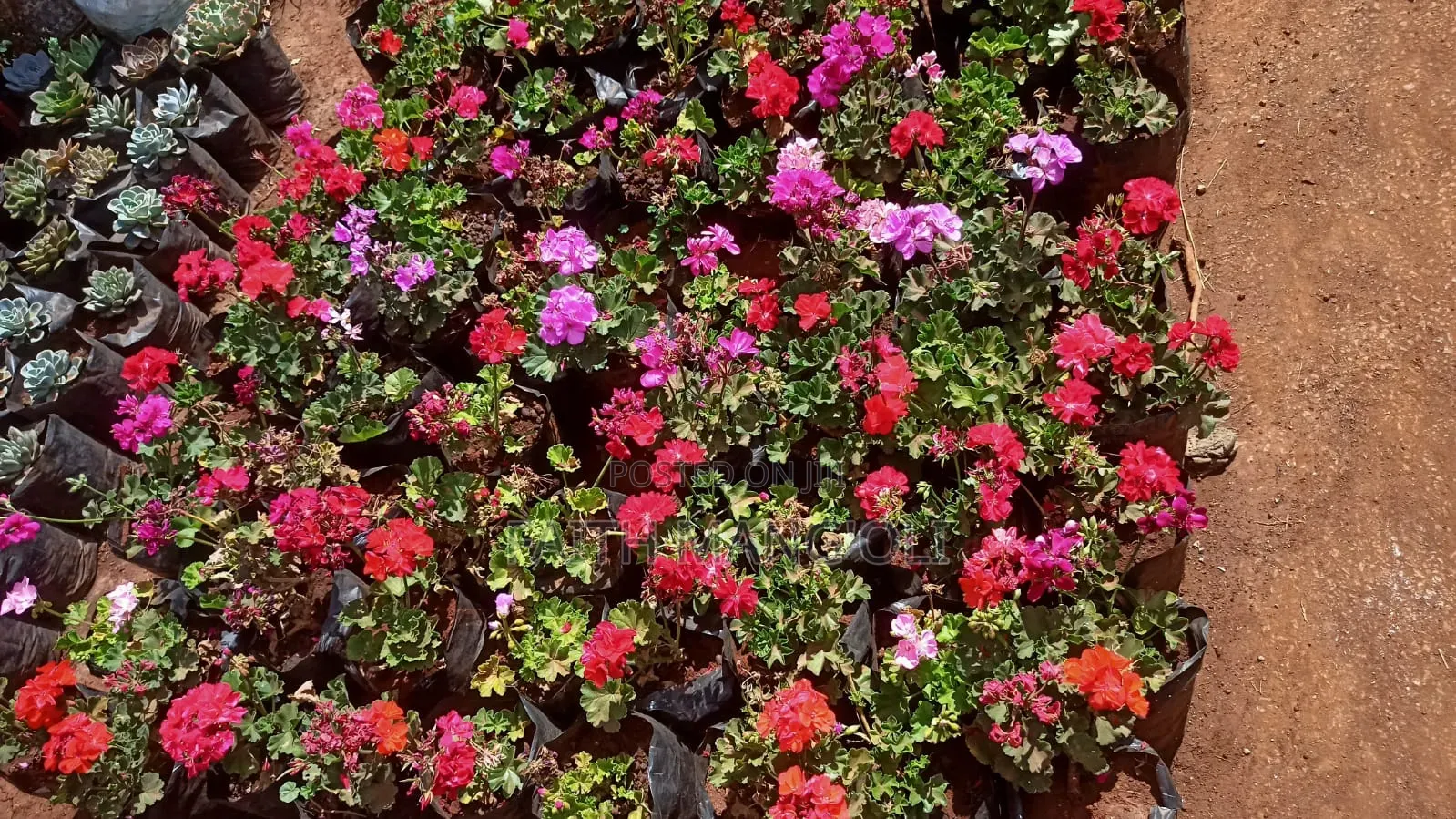 Landscaping and Gardening