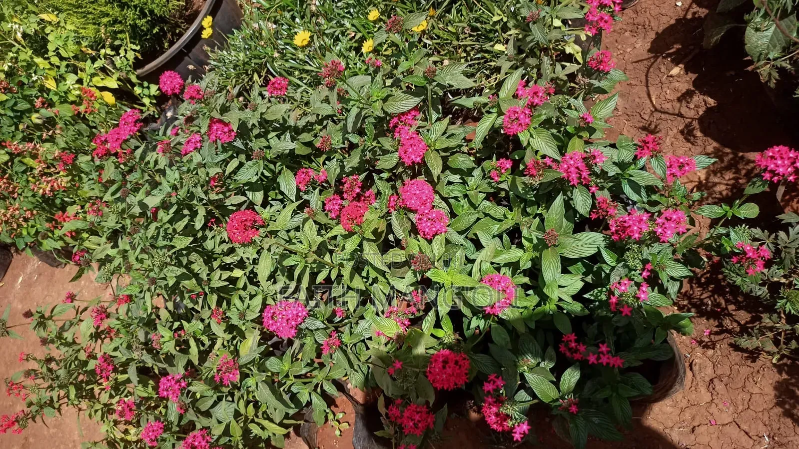 Landscaping and Gardening