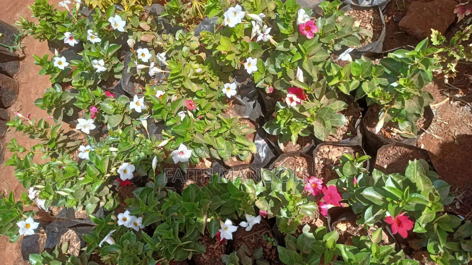 Landscaping and Gardening