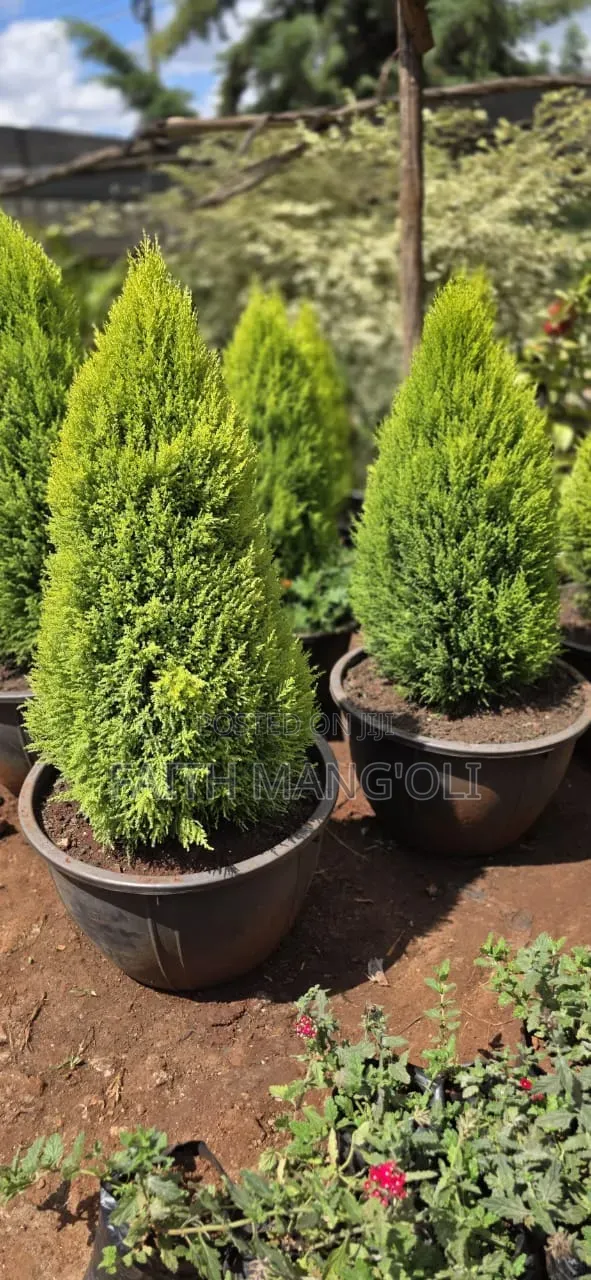 Landscaping and Gardening