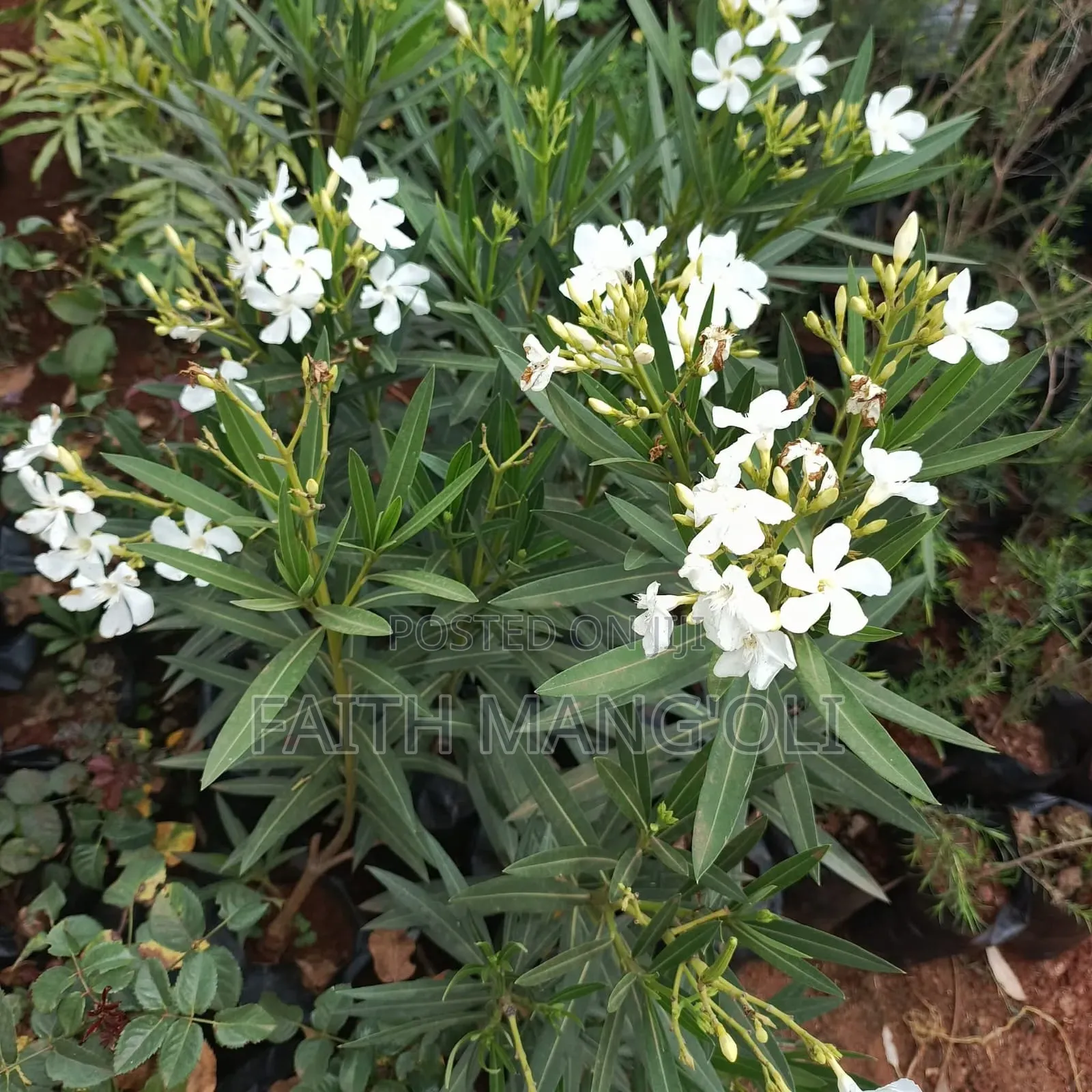 Landscaping and Gardening