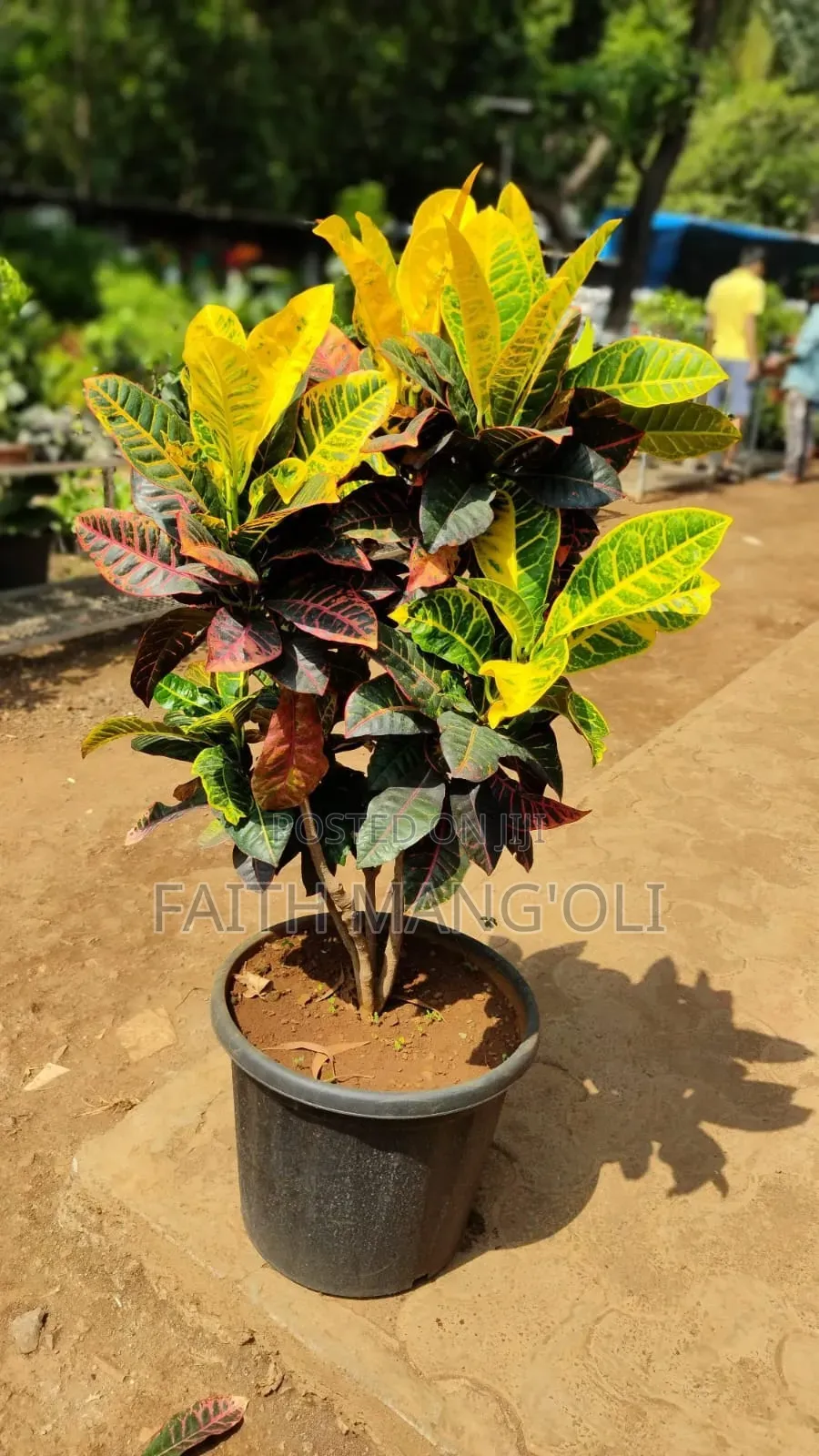 Landscaping and Gardening