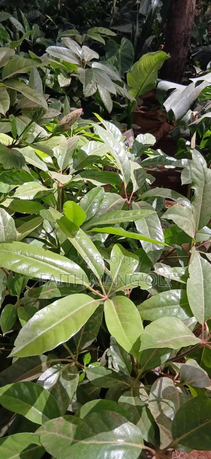 Landscaping and Gardening