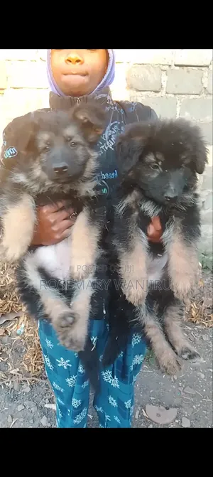 1-3 months Female Purebred German Shepherd